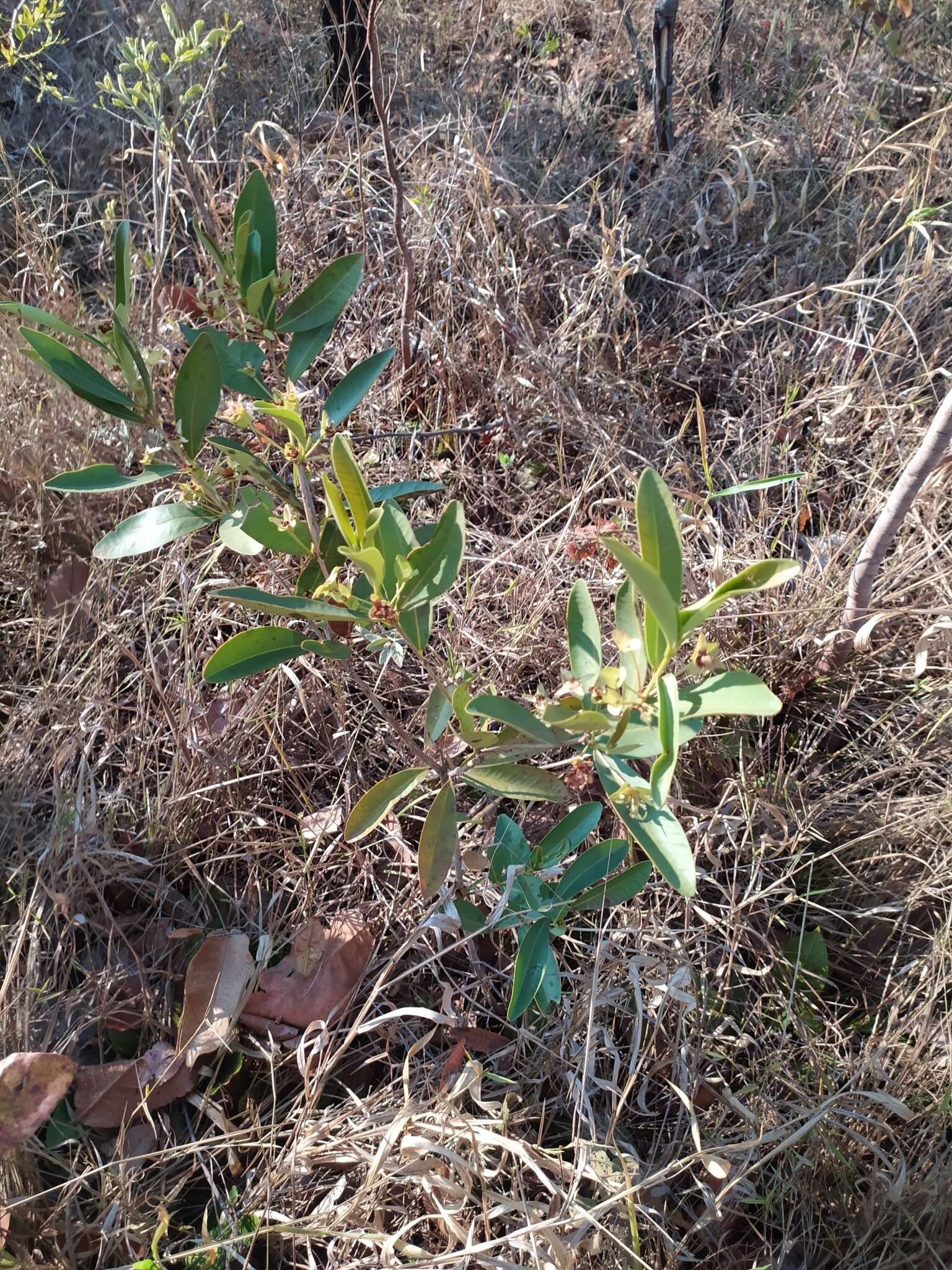 Image de Eugenia involucrata DC.