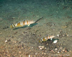 Image of Broad-barred sleeper-goby