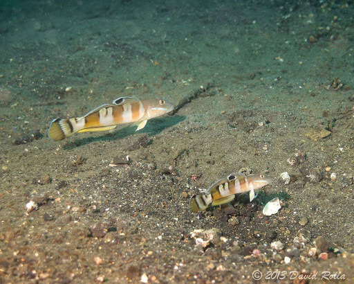 Image of Broad-barred sleeper-goby