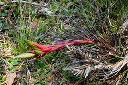 Image of Tillandsia punctulata Schltdl. & Cham.