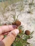 Image of Lake Huron tansy