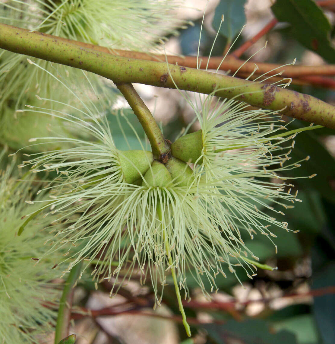 Imagem de Eucalyptus cornuta Labill.