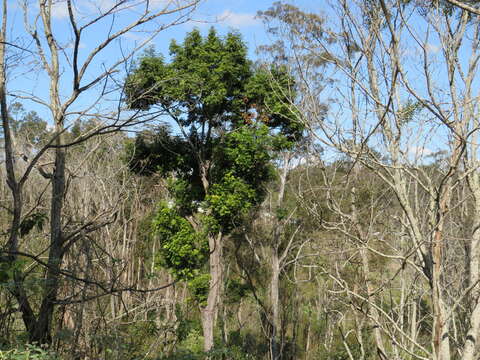 Image of black booyong