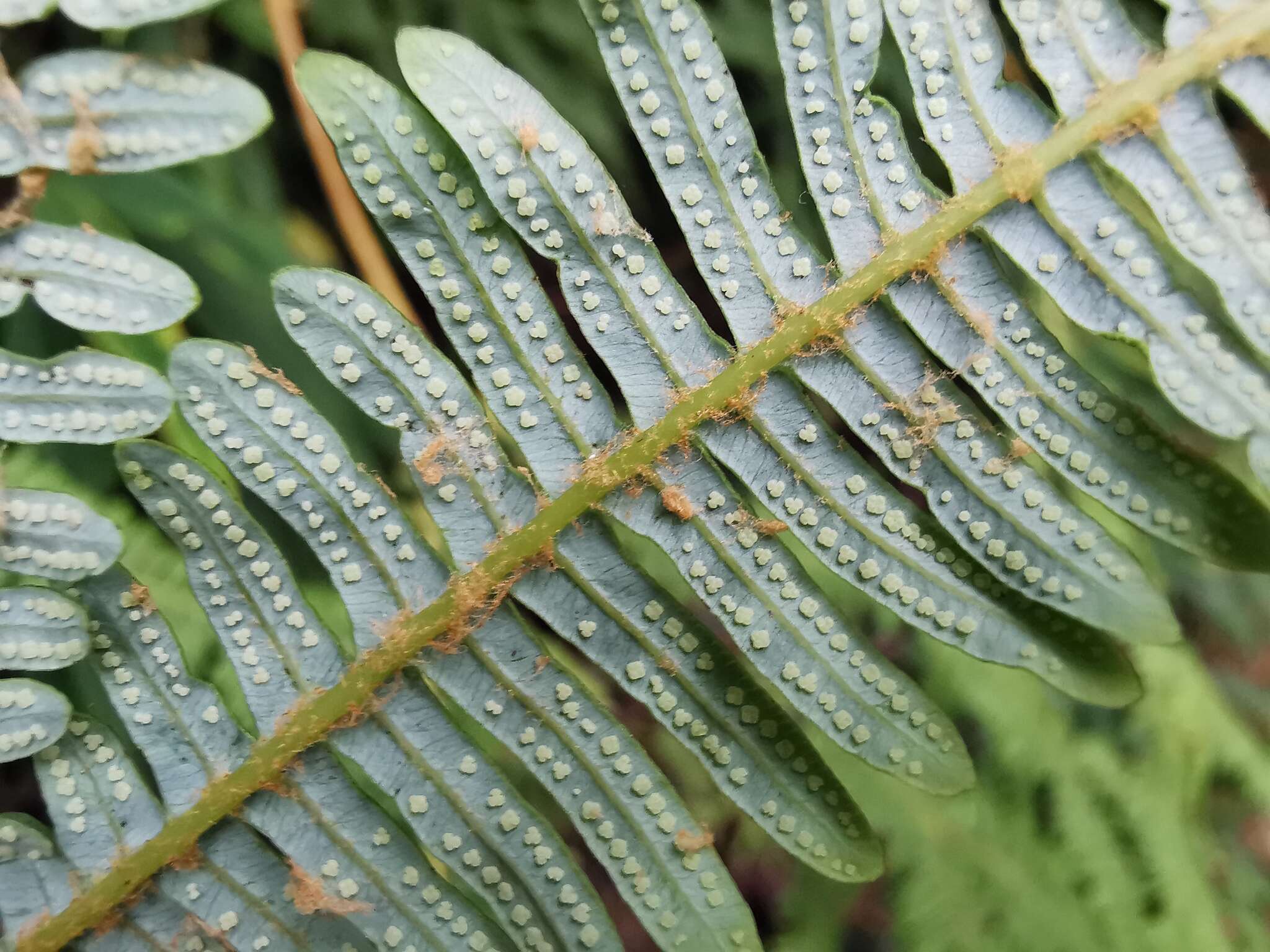 Imagem de Sticherus flagellaris (Bory ex Willd.) Ching