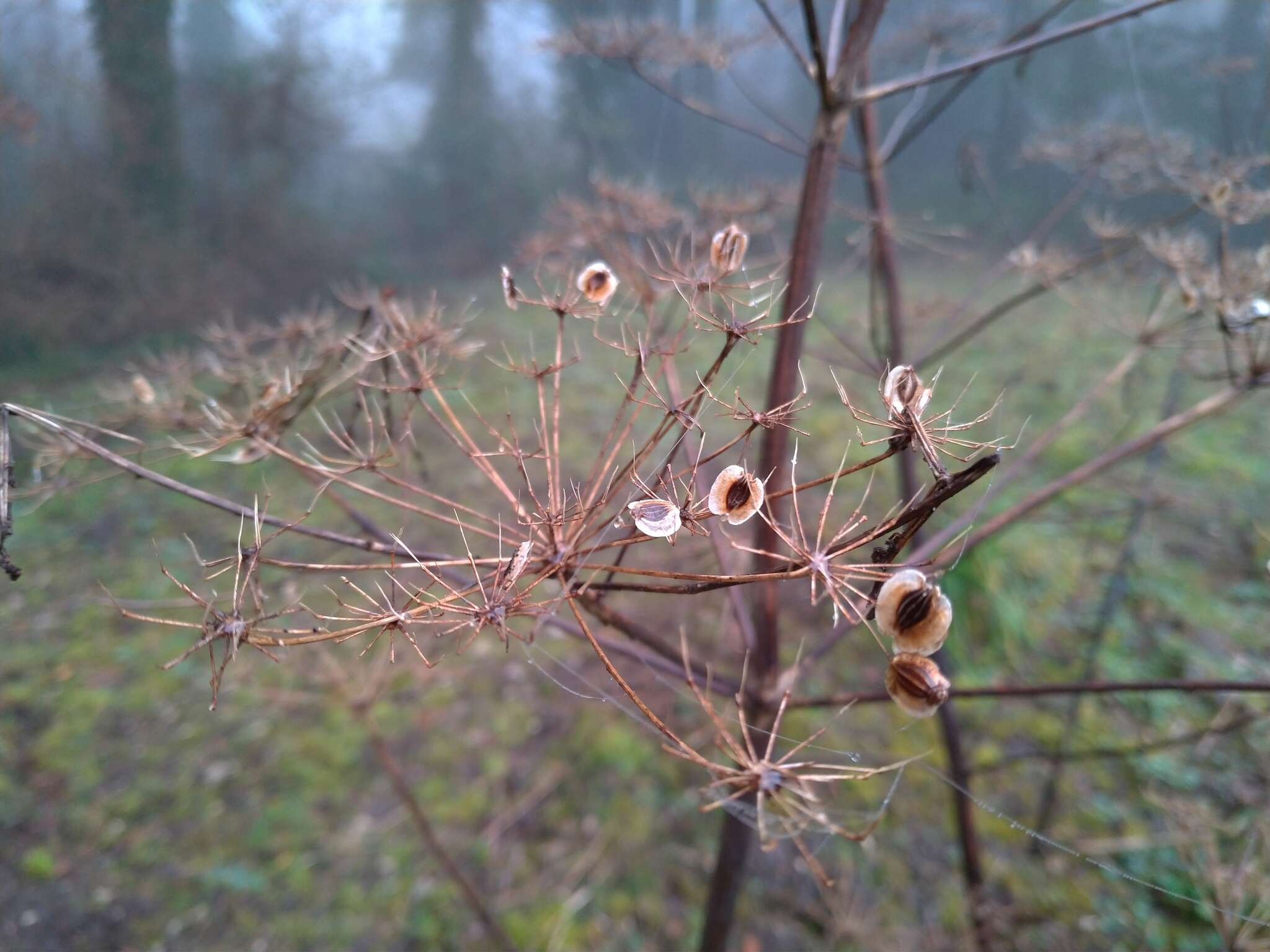 Imagem de Tommasinia verticillaris (Mill.) Bertol.