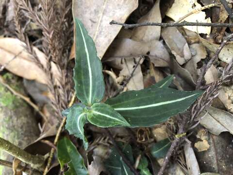 Слика од Goodyera similis Blume