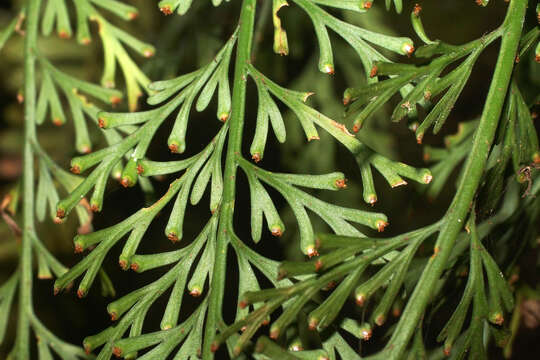 Image of Asplenium theciferum (Kunth) Mett.