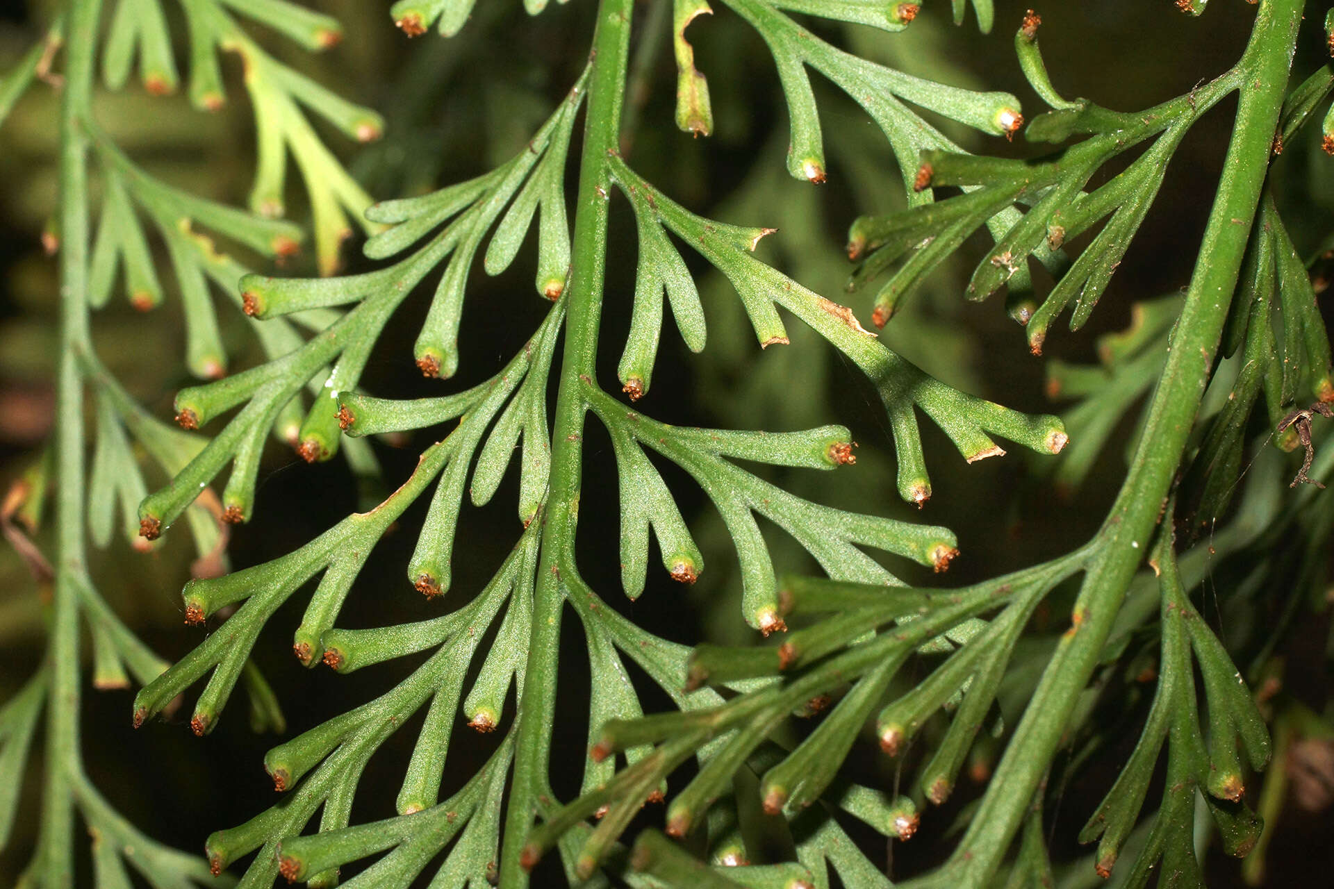 Image of Asplenium theciferum (Kunth) Mett.