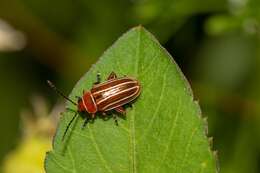 Image of Disonycha conjugata (Fabricius 1801)