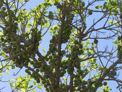 Imagem de Ficus polita subsp. polita