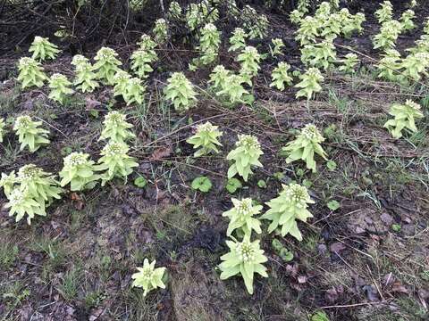 Image of Petasites japonicus subsp. giganteus (F. Schmidt ex Trautv.) Kitam.