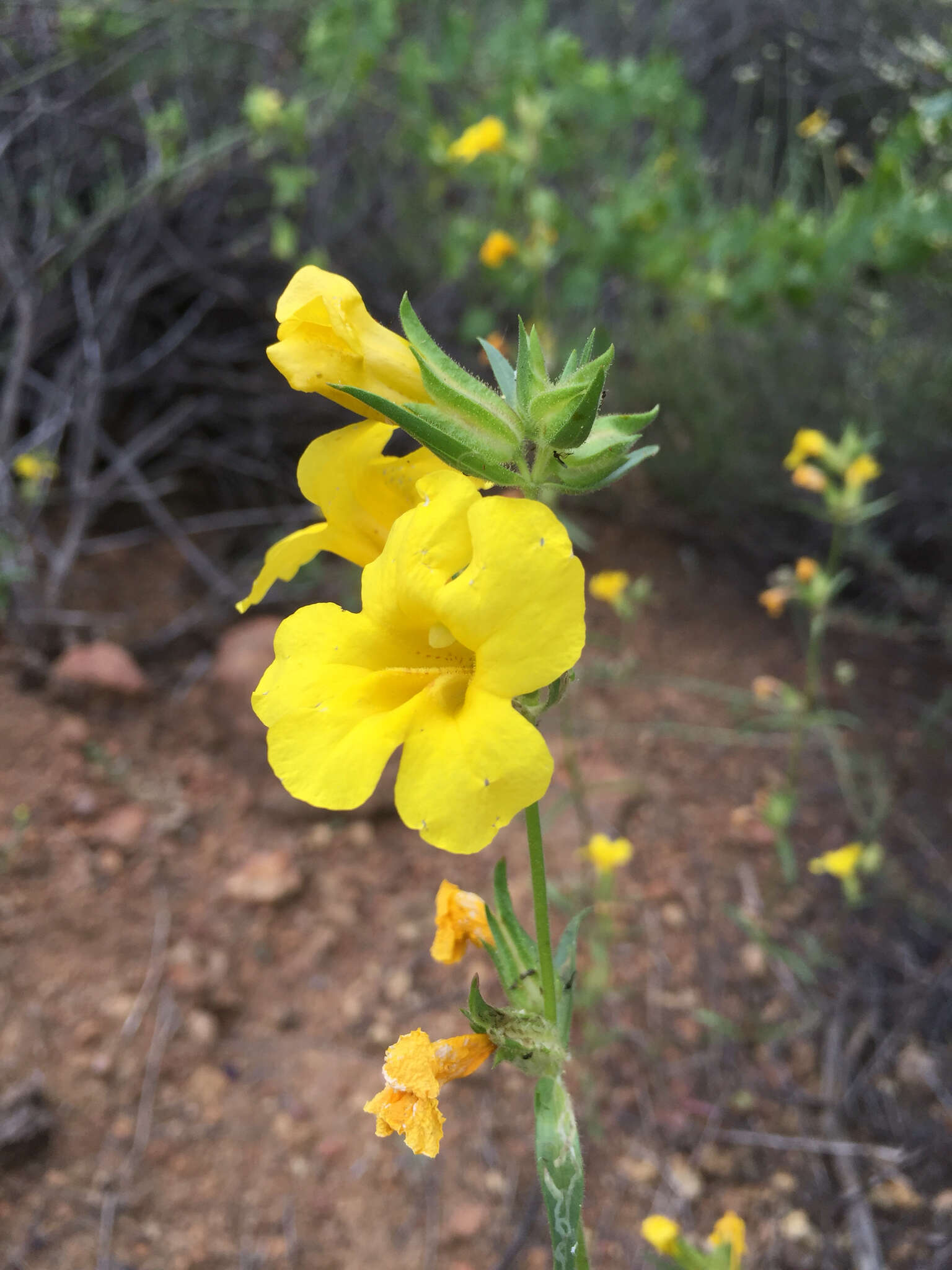 Plancia ëd Diplacus brevipes (Benth.) G. L. Nesom