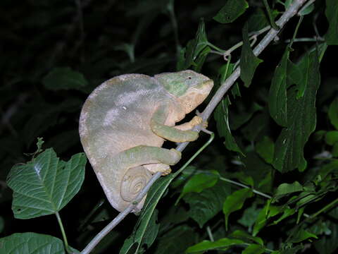 Image of Calumma ambreense (Ramanantsoa 1974)