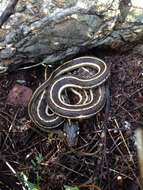 Image of Blackneck Garter Snake