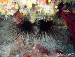 Image of long-spined urchin