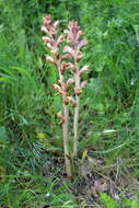 Imagem de Orobanche caryophyllacea Sm.