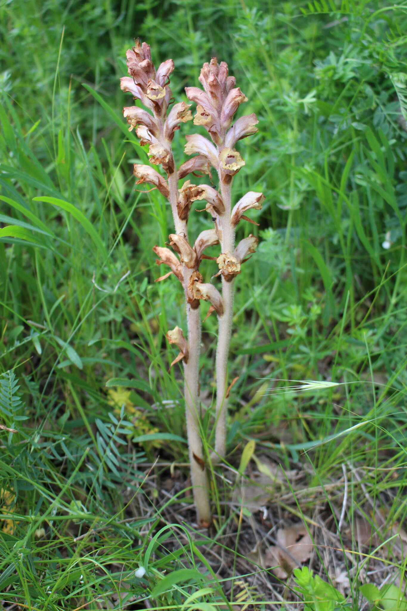 Imagem de Orobanche caryophyllacea Sm.