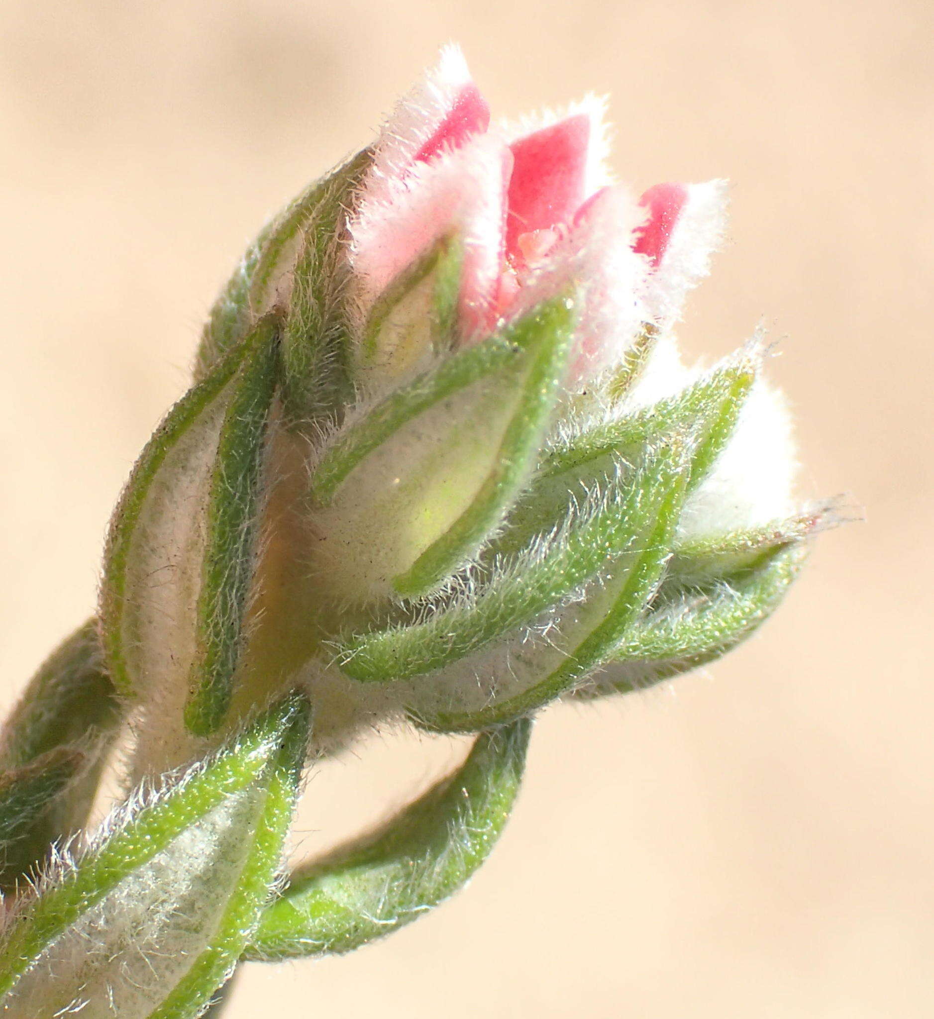 Image of Phylica purpurea var. floccosa Pillans