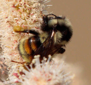 Image of Two Form Bumble Bee