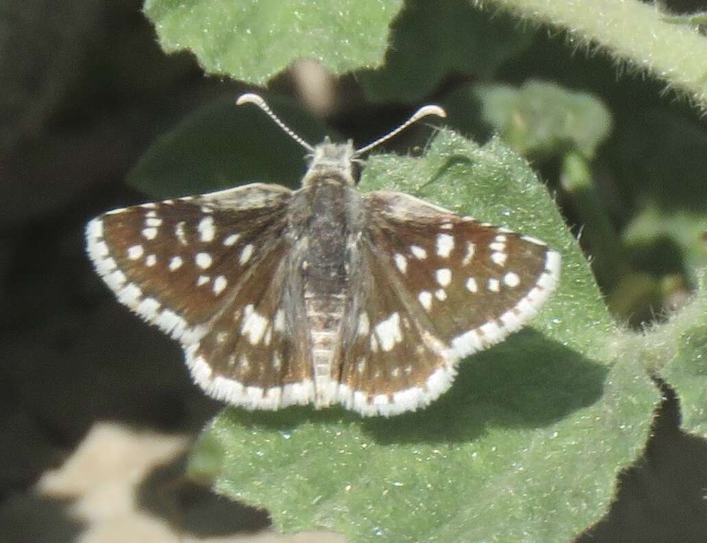 Image of Small Checkered Skipper