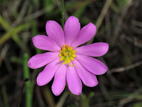 Sabatia bartramii Wilbur resmi