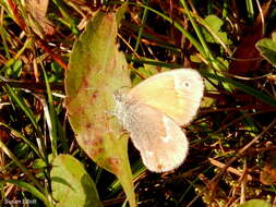 Coenonympha california Westwood (1851) resmi