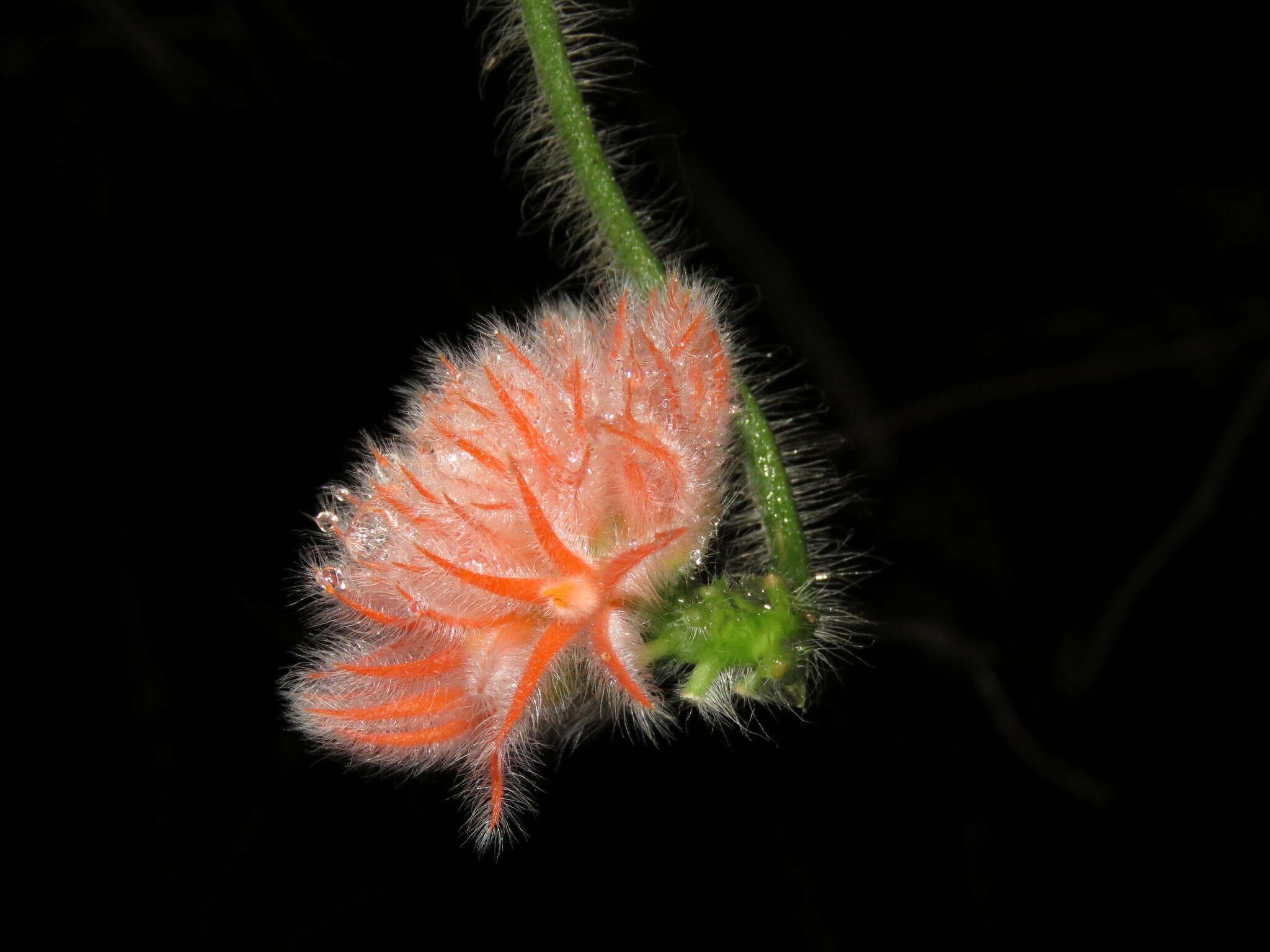 Image of Gurania eriantha (Poepp. & Endl.) Cogn.