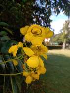 Senna viarum (Little) H. S. Irwin & Barneby resmi