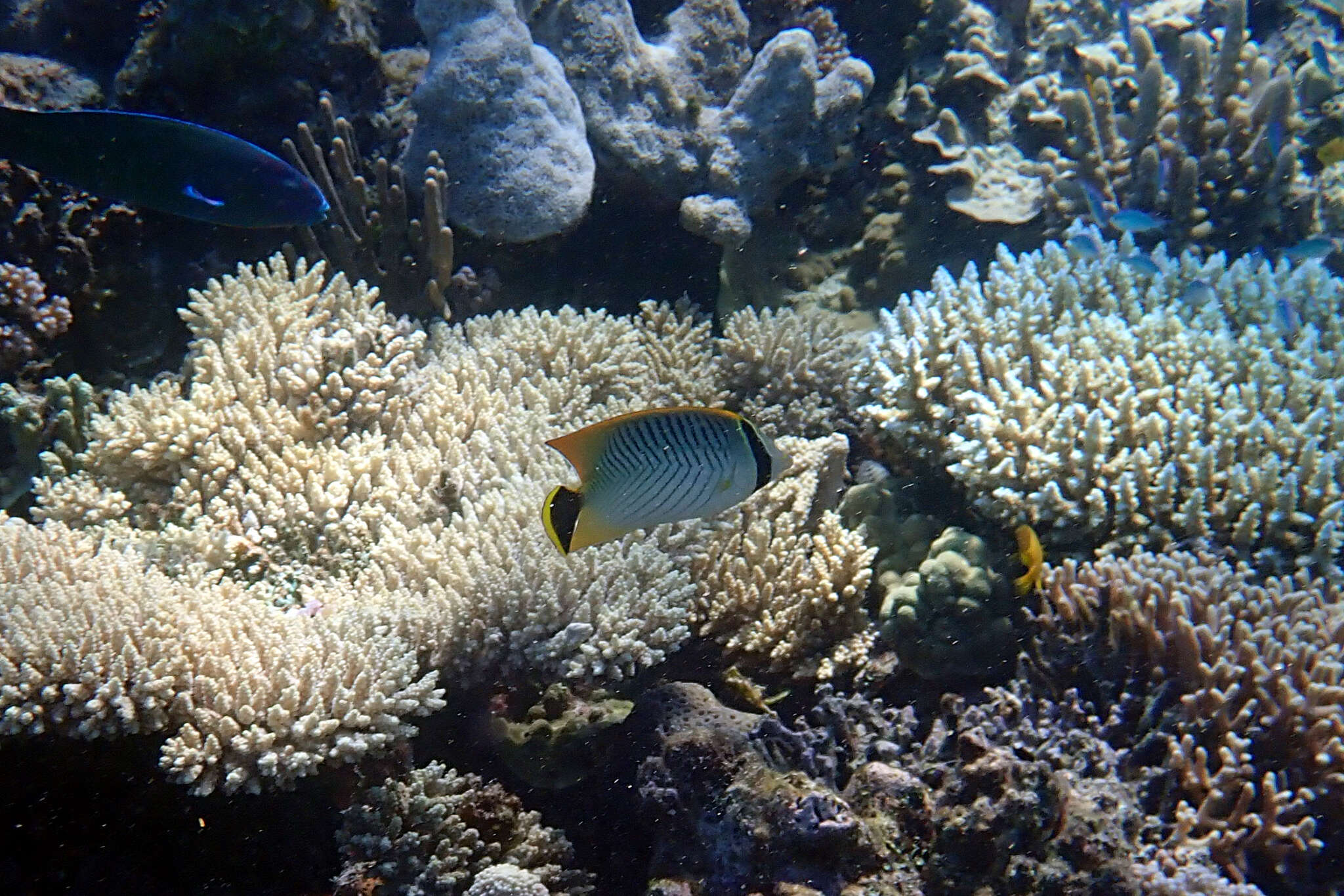 Image of Acropora Butterfly