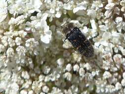 Image of Acmaeoderella flavofasciata flavofasciata