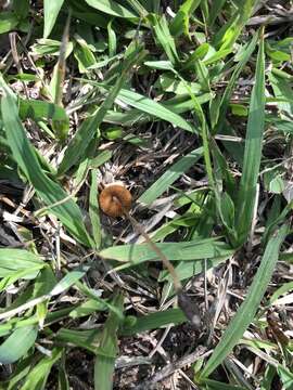 Image of Conocybe tenera (Schaeff.) Fayod 1889