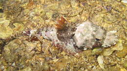 Image of Rock flathead