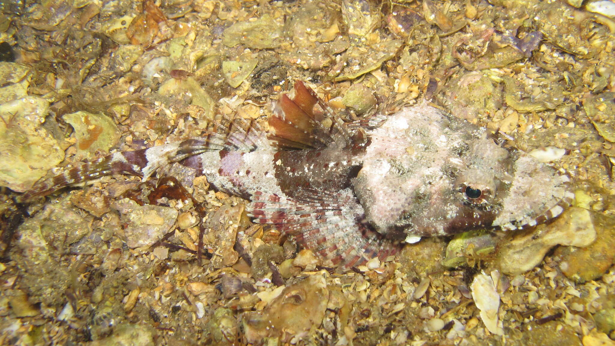 Image of Rock flathead