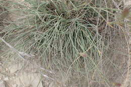 Image of Dianthus basuticus subsp. fourcadei Hooper