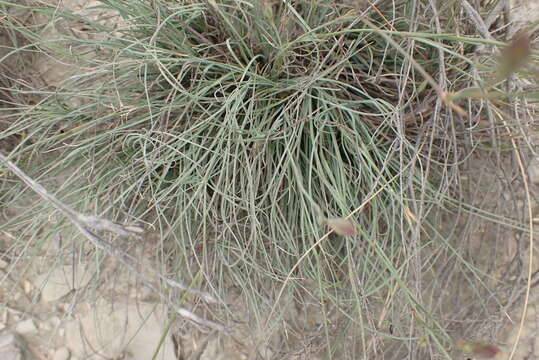 Image of Dianthus basuticus Burtt Davy