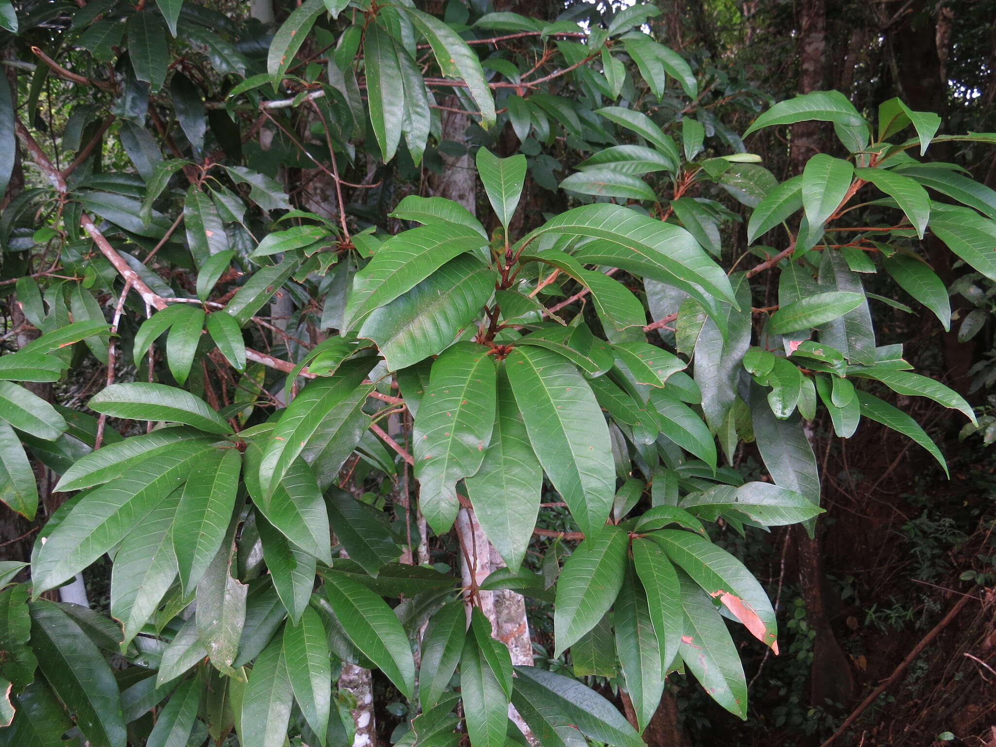 Image of Pleioluma xerocarpa (F. Muell. ex Benth.) Swenson