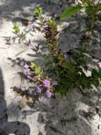 Image of angled sandmint