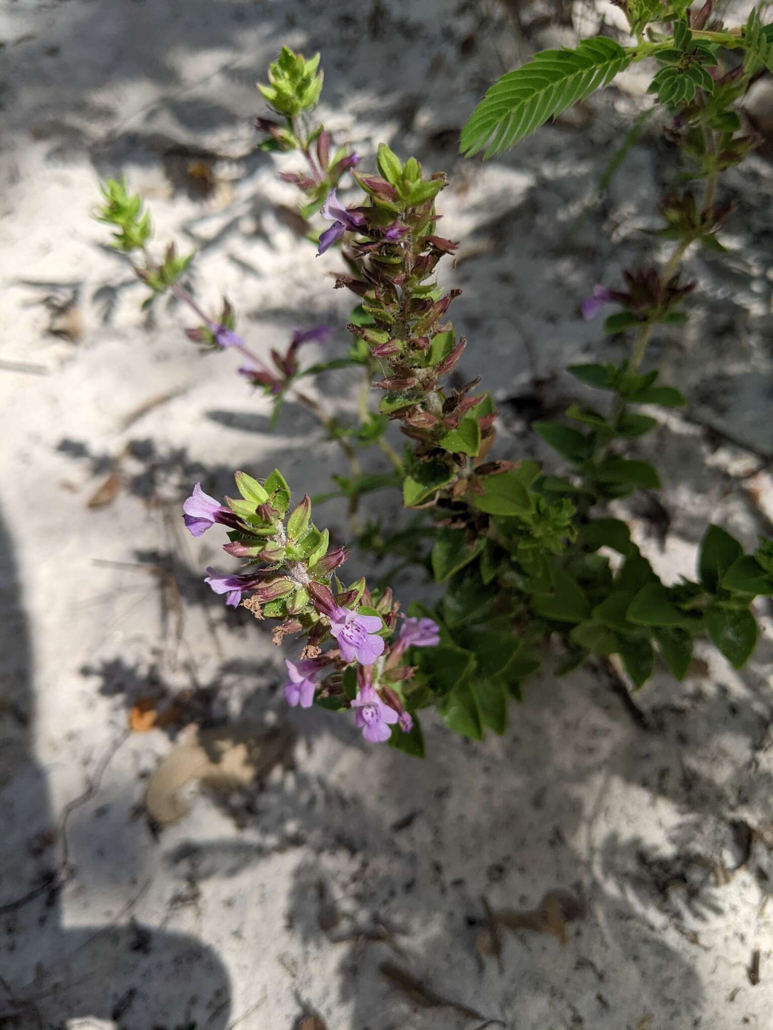 Rhododon ciliatus (Benth.) Epling的圖片