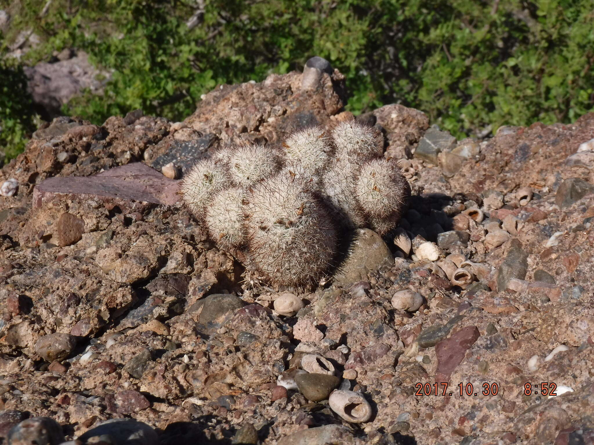 Image of Mammillaria albicans subsp. albicans