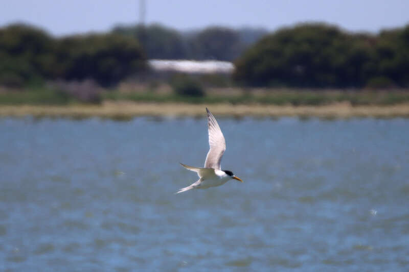 Image of Fairy Tern