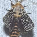 Image of Endoxyla tigrina