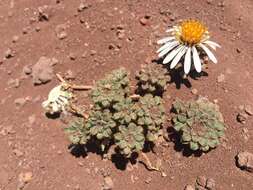 Image of Chaetanthera lanata (Phil.) I. M. Johnston