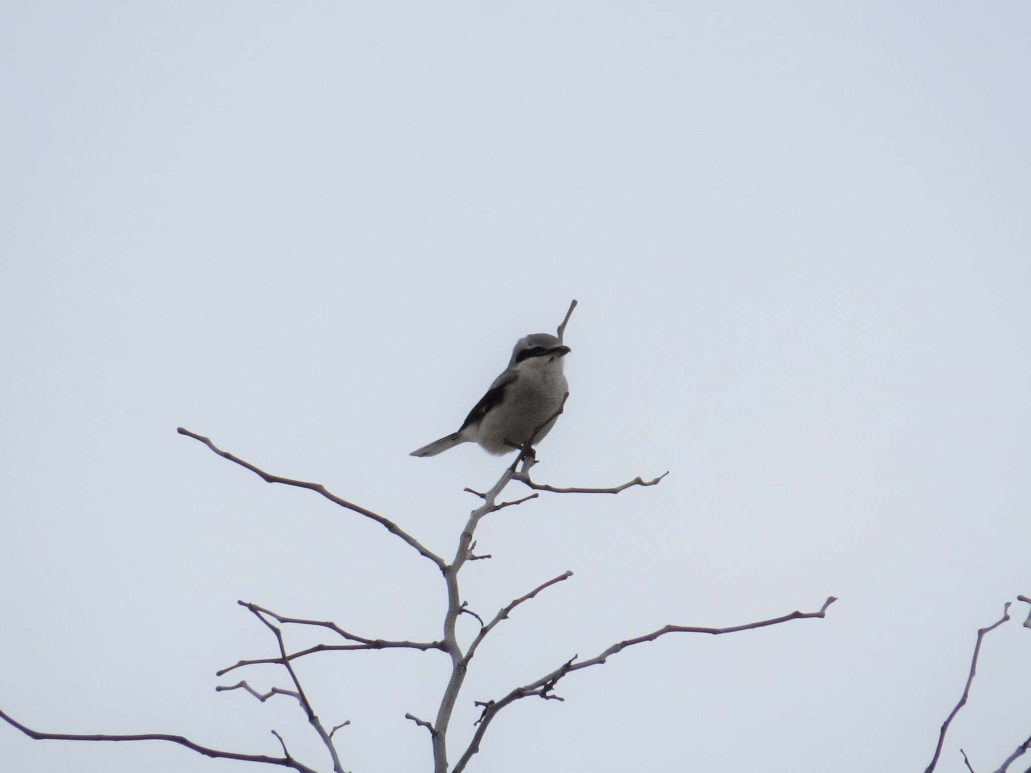 Image of Northern Shrike