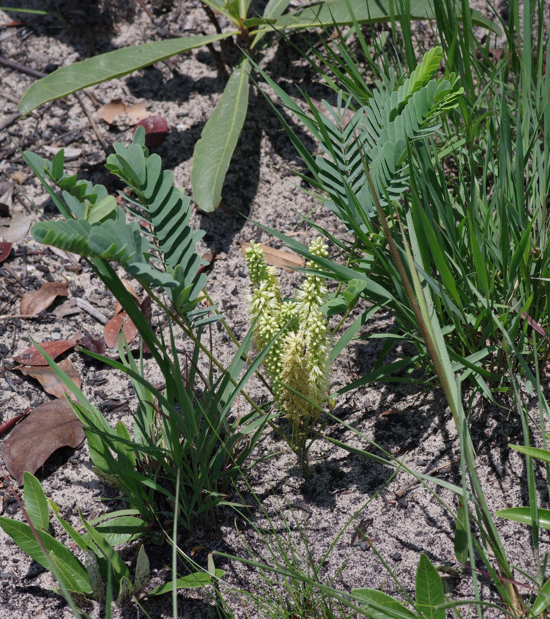 Image of Entada arenaria Schinz