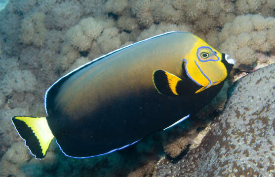 Image de Chaetodontoplus conspicillatus (Waite 1900)