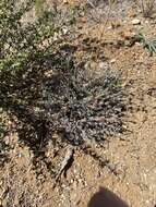 Image of California penstemon