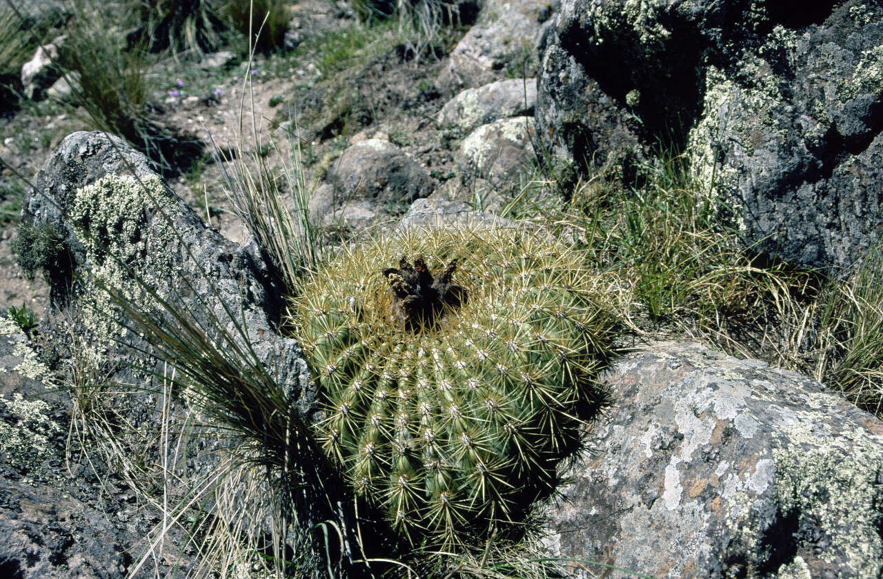 Image of Echinopsis formosa (Pfeiff.) Jacobi ex Salm-Dyck