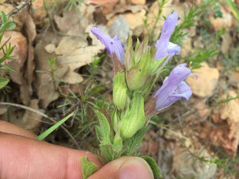 Image of Salvia heldreichiana Boiss. ex A. DC.