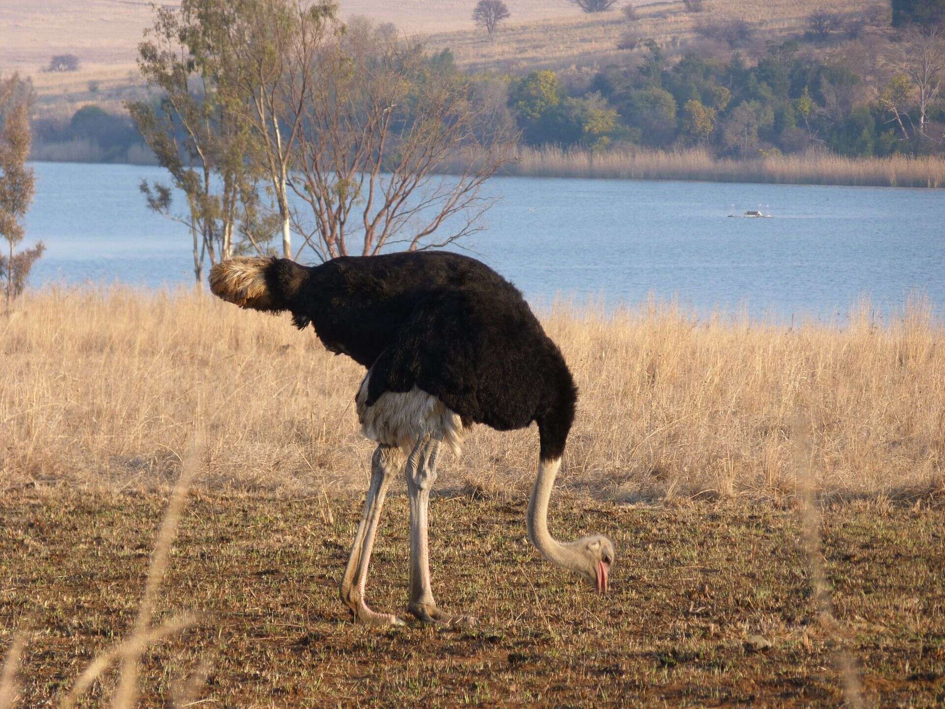 Image of South African Ostrich