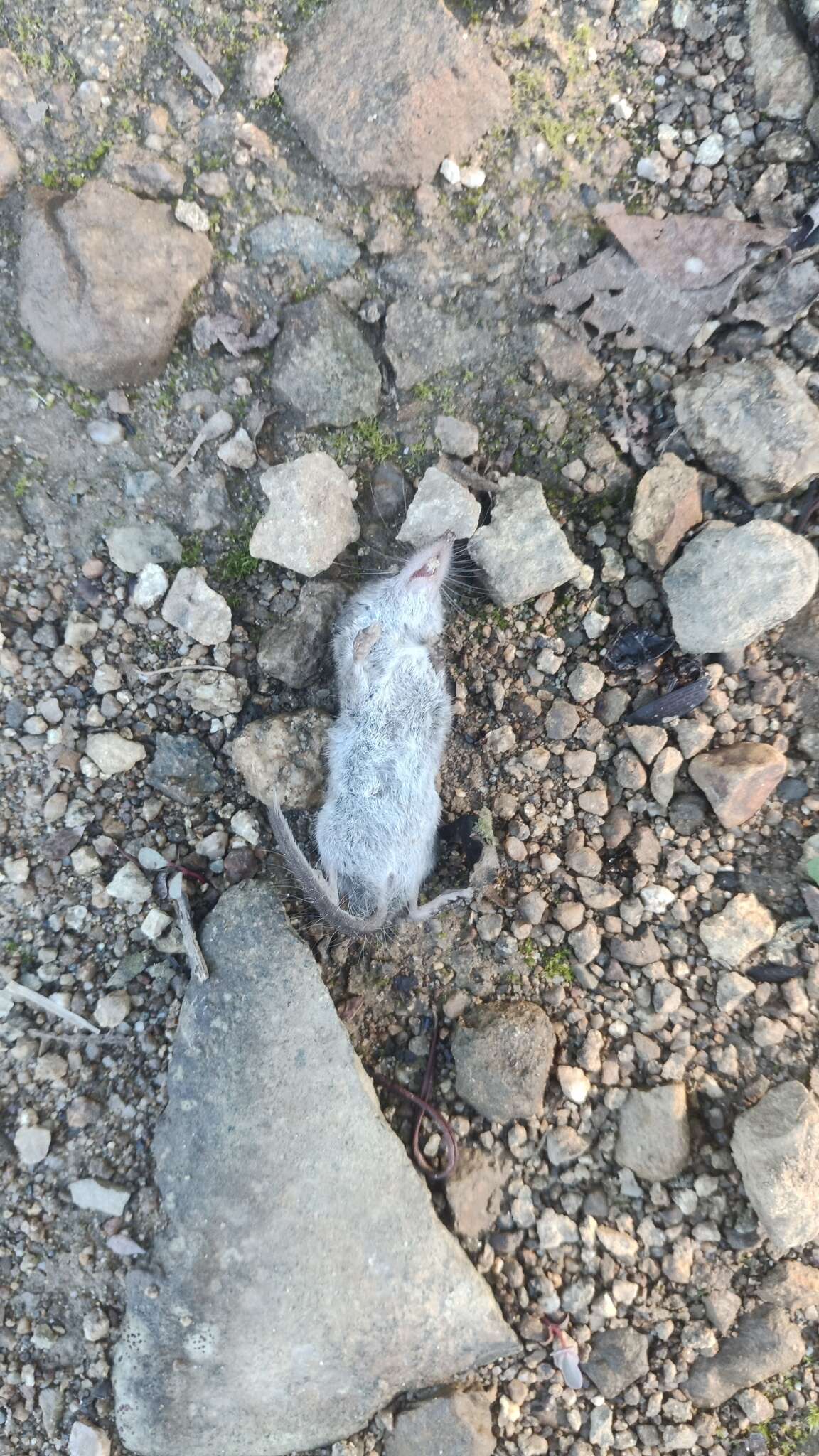 Image of Asian Lesser White-toothed Shrew